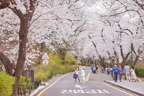 【韓國春季】首爾·江原道·春川南怡島 小法國村·跆拳道秀五天團